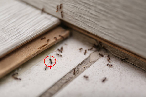 Best Affordable Pest Control Services  in Howe, TX